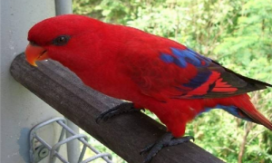 红色吸蜜鹦鹉智商高吗-怎么摸红色吸蜜鹦鹉会高兴-为什么红色吸蜜鹦鹉叫这个名字