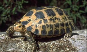 印度陆龟几级-印度陆龟能活多久-印度陆龟是保护动物吗