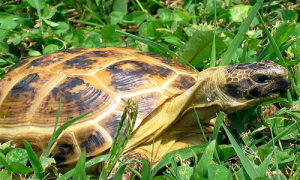 旱龟的正确养法-旱龟吃什么-旱龟怎么分公母