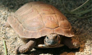 卡鲁海角陆龟是什么-卡鲁海角陆龟怎么养-卡鲁海角陆龟多长