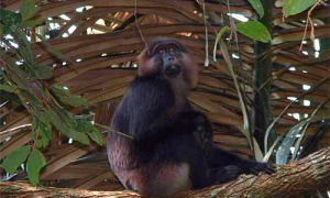 汤基猕猴是保护动物吗-汤基猕猴能活多少年-汤基猕猴可以私人饲养吗