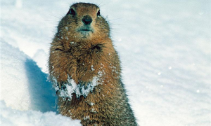 哈得逊湾北极地松鼠多少钱一只-哈得逊湾北极地松鼠以前有多少只-哈得逊湾北极地松鼠是保护动物吗
