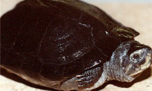 粗颈龟是合法可养的吗-粗颈龟是哪个国家的-粗颈龟是保护动物吗
