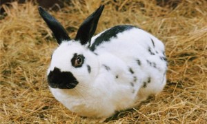 花巨兔能长多大-花巨兔一只多少钱-花巨兔寿命