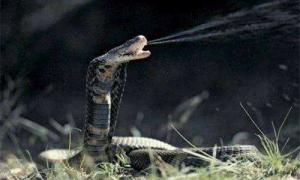 喷毒眼镜蛇是什么-喷毒眼镜蛇吃什么-喷毒眼镜蛇能养吗