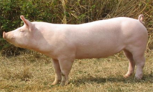 大约克猪和什么品系猪配好-大约克猪养殖视频-大约克猪缺点