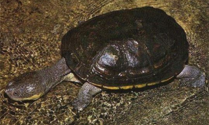 巨头蛇颈龟冬天不加温行吗-巨头蛇颈龟是深水龟吗-如何准确看出巨头蛇颈龟公母