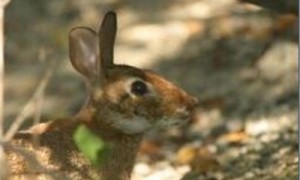 岛林兔能长多大-岛林兔吃什么-岛林兔多少钱一只