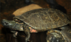 四眼斑水龟长什么样子-四眼斑水龟稀有吗-四眼斑水龟能活多少年
