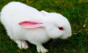 哈尔滨大白兔哪里有卖的-哈尔滨大白兔种兔批发-哈尔滨大白兔养殖基地