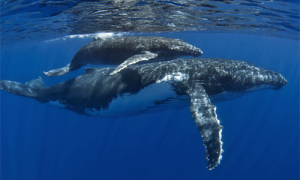鲸的声音-鲸的种类-鲸是哺乳动物