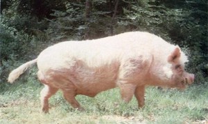 赣州白猪是什么猪-赣州白猪能养吗-赣州白猪哪里有