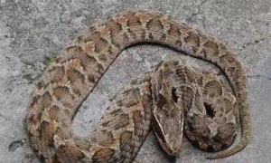土公蛇与五步蛇-土公蛇是什么样子的-土公蛇是保护动物么