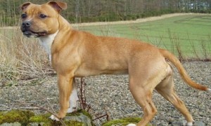 斯塔福犬的缺点-最漂亮的斯塔福犬图片-斯塔福犬智商排名