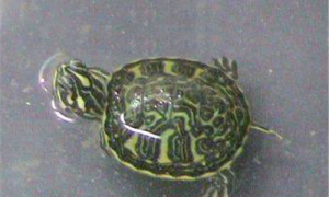 佛罗里达红肚龟多少钱-佛罗里达红肚龟怎么抓-佛罗里达红肚龟是保护动物吗