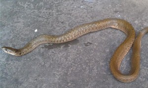 草花蛇与榕蛇是同种吗-草花蛇是不是国家保护动物-草花蛇吃蚯蚓吗