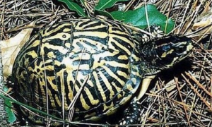 佛罗里达箱龟可以冬眠吗-佛罗里达箱龟怎么养-佛罗里达箱龟能长多大