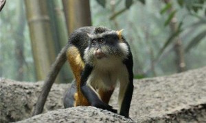 德赖斯长尾猴是几级保护动物-德赖斯长尾猴英语怎么说-德赖斯长尾猴多少钱