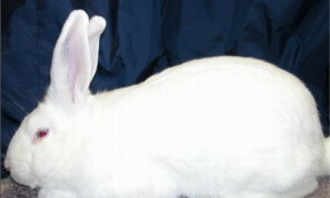 比华伦兔怎么养-比华伦兔能长多大-比华伦兔温顺吗