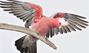 粉红凤头鹦鹉多少钱-粉红凤头鹦鹉能养吗-粉红凤头鹦鹉怎么养