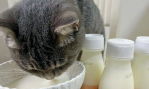 宠物酸奶人可以喝吗-宠物酸奶有什么好处-宠物酸奶可以每天喝吗