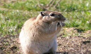 子午沙鼠危害发生规律-子午沙鼠的虫情动态-子午沙鼠体重特征