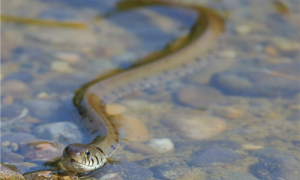草蛇能活多长时间-草蛇吃什么-草蛇是什么动物