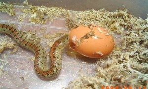 食蛋蛇好养吗-食蛋蛇真的只吃蛋吗-食蛋蛇多长