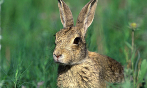 中国野兔是保护动物吗-中国野兔数量多少只-中国野兔奔跑速度是多少