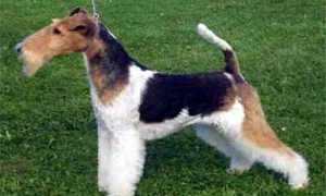 威尔士梗犬图片-欧根和威尔士有什么梗-威尔士梗多少钱一只