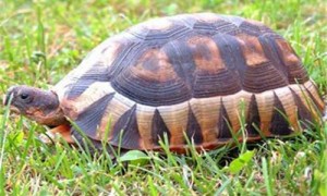 挺胸龟寿命多少-挺胸龟的名字缘由-挺胸龟吃草吗