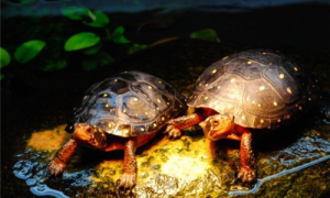星点水龟多少钱一只-星点水龟是不是保护动物-星点水龟好养吗