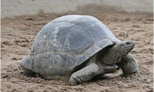 亚达伯拉象龟是什么-亚达伯拉象龟吃什么饲料-亚达伯拉象龟多大才能交配