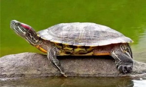 巴西红耳龟几月份开始冬眠-巴西红耳龟可以深水养吗-巴西红耳龟活多少年