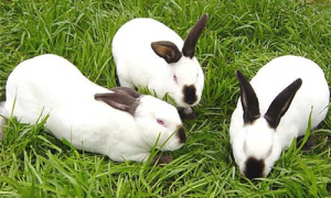 獭兔养殖前景怎么样-獭兔毛皮草一般多少钱-獭兔多少钱一只