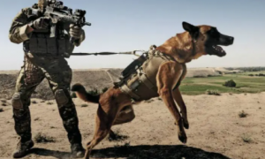 军犬是什么品种的狗排名
