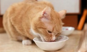 怎么判断猫咪消化不好
