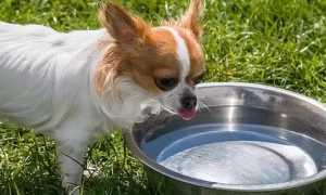 狗狗五天不吃饭只喝水
