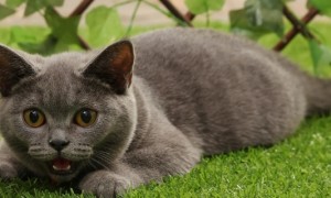 新手养蓝猫怎么养-英国短毛猫知识