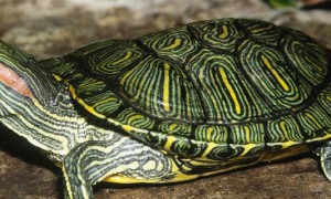 巴西龟不冬眠有影响吗-巴西龟知识
