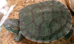 养巴西龟放多少水-巴西龟知识