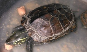 草龟寿命有多长-草龟知识