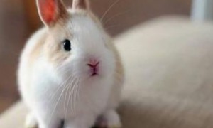 侏儒兔和海棠兔有什么区别-侏儒兔知识