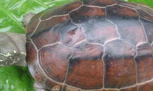 中华草龟怎么养-草龟知识