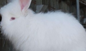 安哥拉兔可以长到多少斤-安哥拉兔知识