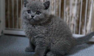 第一次养蓝猫注意事项-英国短毛猫知识