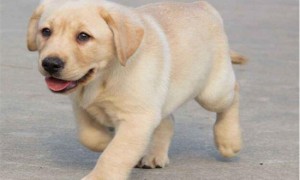 拉布拉多犬多大开始训练最好，满龄3个月打完疫苗后效果最佳-宠物狗训练