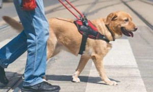 为什么导盲犬不能玩球-拉布拉多犬知识