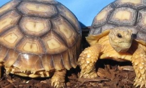 苏卡达结石症状-陆龟知识
