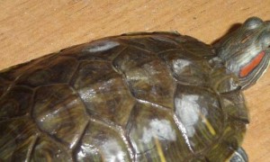 养巴西龟有什么禁忌-巴西龟知识